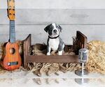 Small #1 American Pit Bull Terrier