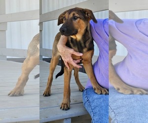 Catahoula Leopard Dog-Unknown Mix Dogs for adoption in Farmerville, LA, USA