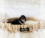 Small #4 Dachshund