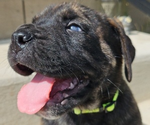 Mastiff-Olde English Bulldogge Mix Puppy for sale in CHAMBERSBURG, PA, USA