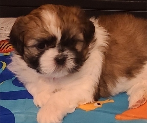 Medium Photo #5 Shih Tzu Puppy For Sale in RALEIGH, NC, USA