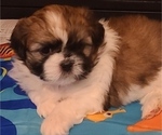 Small Photo #5 Shih Tzu Puppy For Sale in RALEIGH, NC, USA