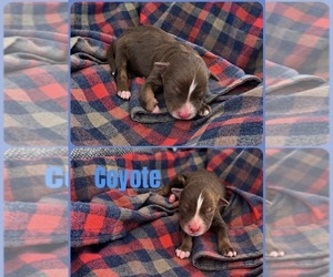 Australian Shepherd Puppy for sale in PINE BLUFFS, WY, USA
