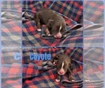 Image preview for Ad Listing. Nickname: Coyote