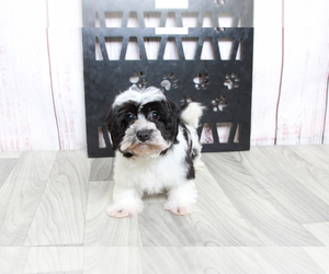 Havanese Puppy for sale in MARIETTA, GA, USA