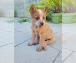 Small Photo #3 Mutt Puppy For Sale in Studio City, CA, USA