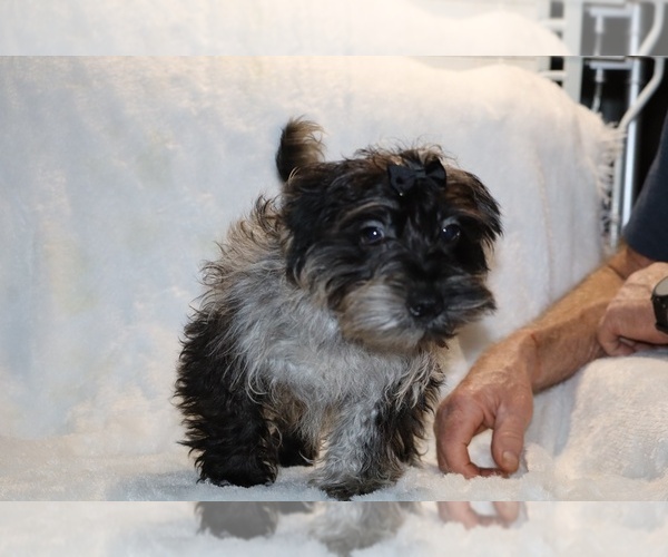 Medium Photo #9 Yorkiepoo mix (+ Poodle Toy) Puppy For Sale in DYERSBURG, TN, USA