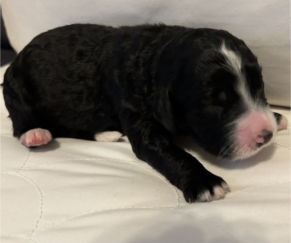 Medium Photo #3 Bernedoodle Puppy For Sale in WEATHERFORD, TX, USA