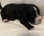 Small Photo #3 Bernedoodle Puppy For Sale in WEATHERFORD, TX, USA