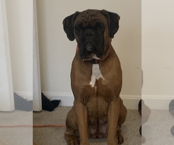 Medium Photo #1 Boxer Puppy For Sale in HANOVER, PA, USA