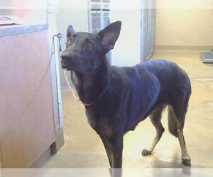 German Shepherd Dog Dogs for adoption in Sacramento, CA, USA