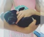 Small Photo #2 Aussie-Poo Puppy For Sale in ODIN, IL, USA