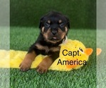 Small Photo #8 Rottweiler Puppy For Sale in HOPKINSVILLE, KY, USA