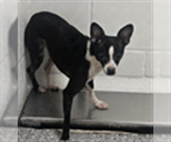 Medium Photo #1 Chihuahua Puppy For Sale in Temple, TX, USA