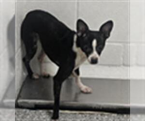 Chihuahua Dogs for adoption in Temple, TX, USA