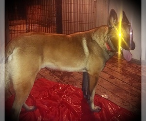 Belgian Malinois Puppy for sale in OROVILLE, CA, USA