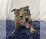 Small Photo #2 French Bulldog Puppy For Sale in CHESAPEAKE, VA, USA