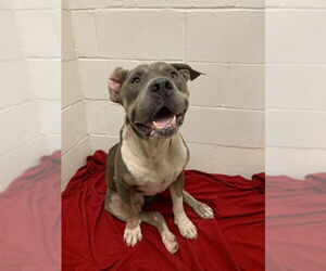 Staffordshire Bull Terrier Dogs for adoption in Rosenberg, TX, USA