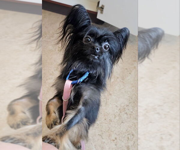 Medium Photo #3 Mutt Puppy For Sale in Olalla, WA, USA