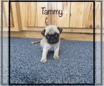 Puppy 4 Pug