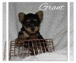 Small Photo #4 Yorkshire Terrier Puppy For Sale in SUGARCREEK, OH, USA