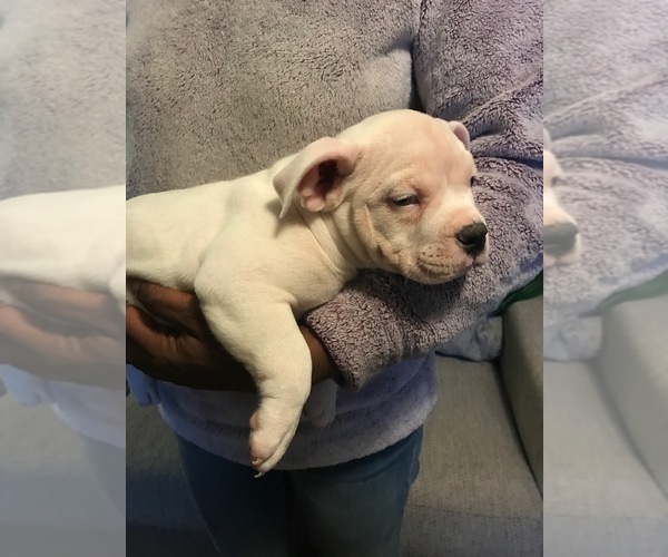 Medium Photo #3 American Bully Puppy For Sale in BOONE, IA, USA