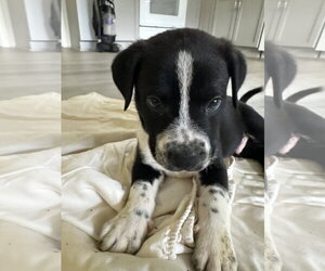 Staffordshire Bull Terrier-Unknown Mix Dogs for adoption in The Woodlands, TX, USA
