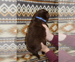 Small #5 Miniature Australian Shepherd