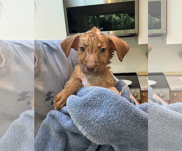 Medium Photo #3 Mutt Puppy For Sale in Bellevue, WA, USA