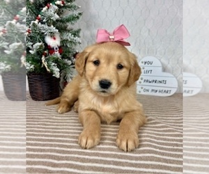 Golden Retriever Puppy for sale in GREENFIELD, IN, USA
