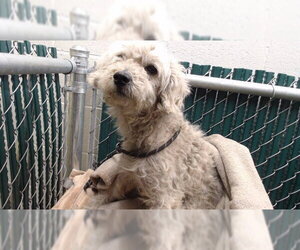 Poodle (Miniature) Dogs for adoption in Downey, CA, USA