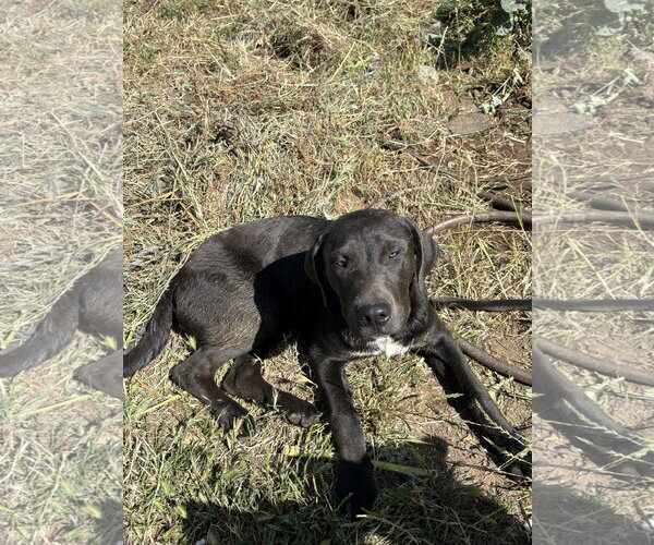 Medium Photo #6 Labrenees Puppy For Sale in Milpitas, CA, USA