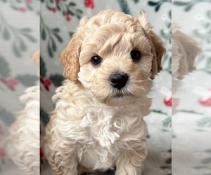 Cavapoo (Miniature) Puppy for sale in WAUSEON, OH, USA