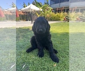 Goldendoodle Puppy for sale in ROHNERT PARK, CA, USA