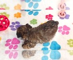 Small #4 Yorkipoo