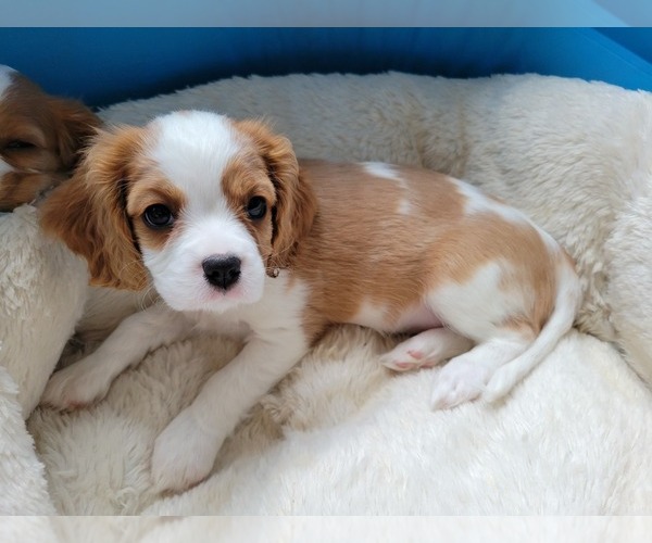 Medium Photo #6 Cavalier King Charles Spaniel Puppy For Sale in FAIR OAKS, CA, USA