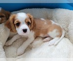 Small Photo #6 Cavalier King Charles Spaniel Puppy For Sale in FAIR OAKS, CA, USA