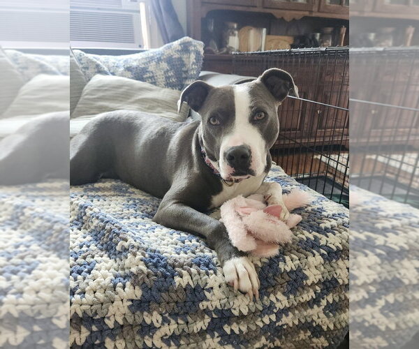 Medium Photo #2 American Pit Bull Terrier Puppy For Sale in Brewster, NY, USA