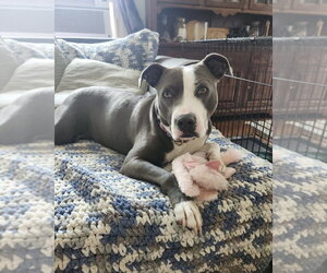 Angela - Female American Pit Bull Terrier Dog for Adoption - Photo #2