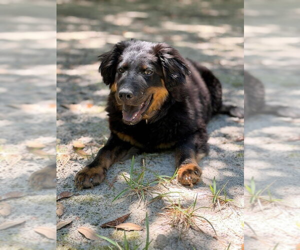 Medium Photo #2 German Shepherd Dog-Unknown Mix Puppy For Sale in Brewster, NY, USA