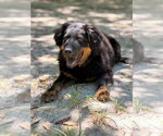 Small #1 German Shepherd Dog Mix