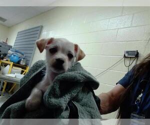 Chihuahua-Miniature Schnauzer Mix Dogs for adoption in Denver, CO, USA