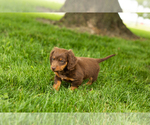 Small #4 Dachshund