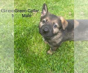 German Shepherd Dog Puppy for sale in BEAVER FALLS, PA, USA