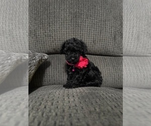 Poodle (Toy) Puppy for sale in JEFFERSONVILLE, IN, USA