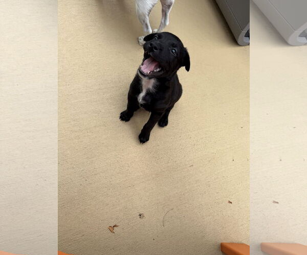 Medium Photo #2 Labrador Retriever-Unknown Mix Puppy For Sale in Fenton, MO, USA