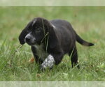 Small #3 Retriever  Mix