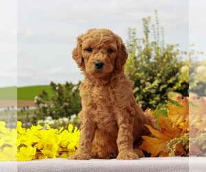 Goldendoodle-Poodle (Standard) Mix Puppy for sale in HONEY BROOK, PA, USA