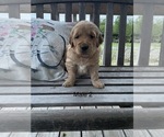 Small Photo #4 Golden Retriever Puppy For Sale in CHELSEA, OK, USA