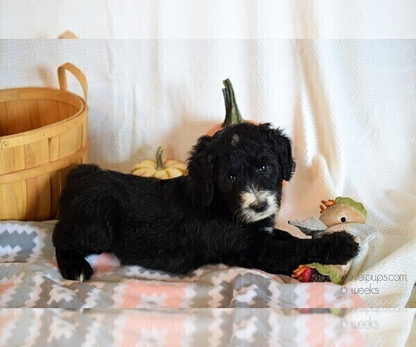 Medium Photo #5 Sheepadoodle Puppy For Sale in DUNCAN, OK, USA
